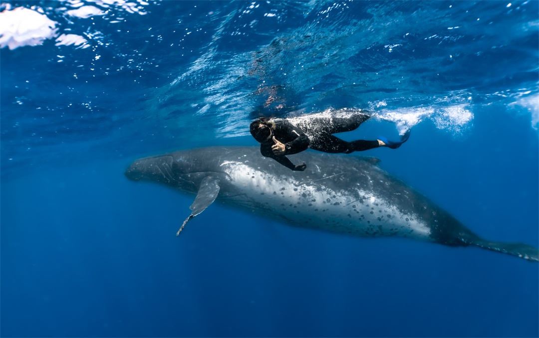 Swimming with Whale